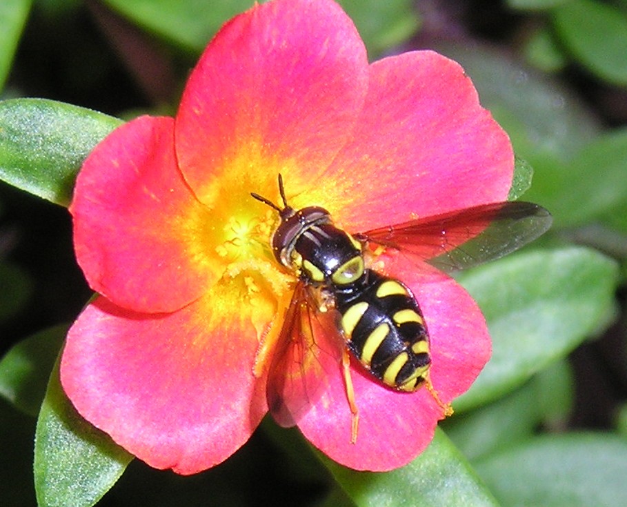 Chrysotoxum sp.